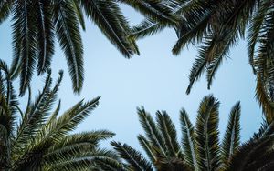 Preview wallpaper leaves, bottom view, palm trees