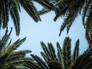 Preview wallpaper leaves, bottom view, palm trees