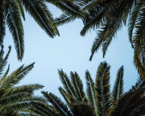 Preview wallpaper leaves, bottom view, palm trees