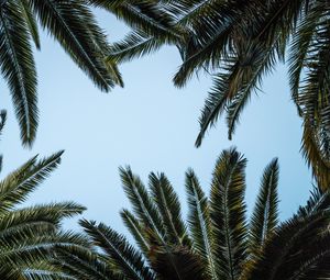 Preview wallpaper leaves, bottom view, palm trees