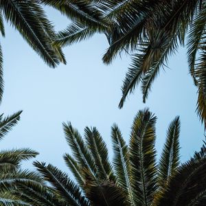 Preview wallpaper leaves, bottom view, palm trees