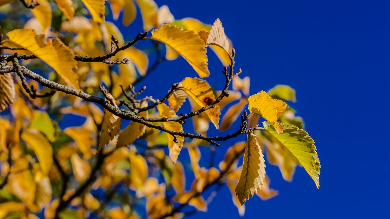 Wallpaper leaves, branch, autumn, sky, bright