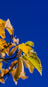 Preview wallpaper leaves, branch, autumn, sky, bright