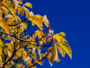 Preview wallpaper leaves, branch, autumn, sky, bright