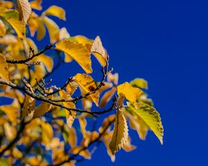 Preview wallpaper leaves, branch, autumn, sky, bright