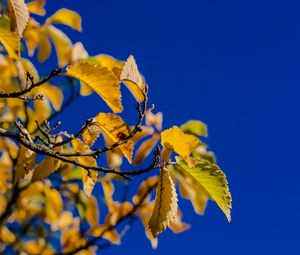 Preview wallpaper leaves, branch, autumn, sky, bright
