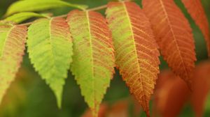 Preview wallpaper leaves, branch, autumn, blur