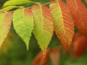 Preview wallpaper leaves, branch, autumn, blur