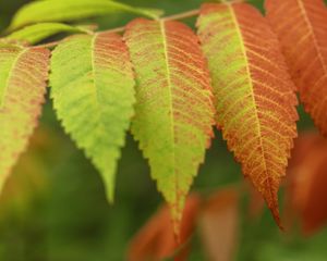 Preview wallpaper leaves, branch, autumn, blur