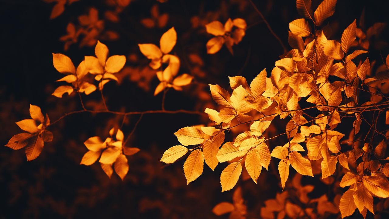 Wallpaper leaves, branch, autumn, blur, foliage hd, picture, image