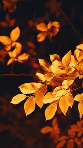 Preview wallpaper leaves, branch, autumn, blur, foliage