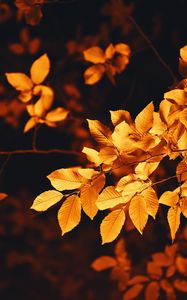 Preview wallpaper leaves, branch, autumn, blur, foliage
