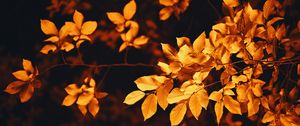 Preview wallpaper leaves, branch, autumn, blur, foliage