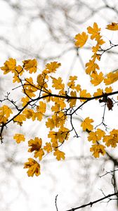Preview wallpaper leaves, branch, autumn, cloudy