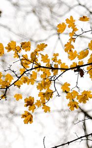 Preview wallpaper leaves, branch, autumn, cloudy