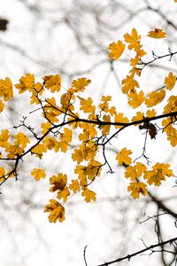 Preview wallpaper leaves, branch, autumn, cloudy