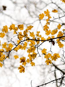 Preview wallpaper leaves, branch, autumn, cloudy