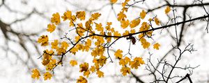 Preview wallpaper leaves, branch, autumn, cloudy