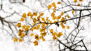 Preview wallpaper leaves, branch, autumn, cloudy
