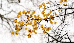 Preview wallpaper leaves, branch, autumn, cloudy