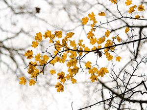 Preview wallpaper leaves, branch, autumn, cloudy