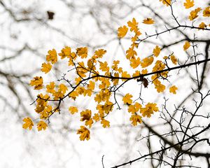 Preview wallpaper leaves, branch, autumn, cloudy