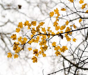 Preview wallpaper leaves, branch, autumn, cloudy