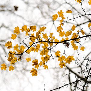 Preview wallpaper leaves, branch, autumn, cloudy
