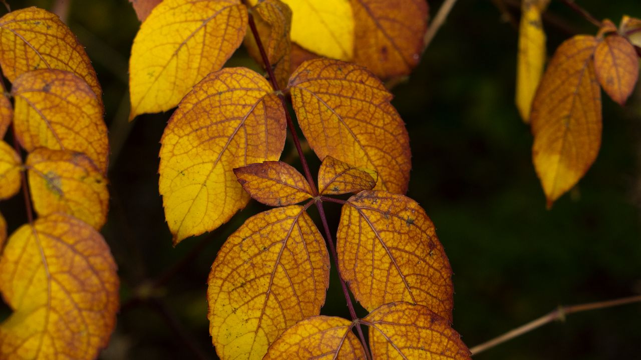 Wallpaper leaves, branch, autumn, macro