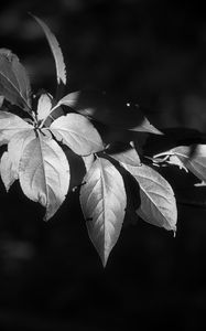 Preview wallpaper leaves, branch, black and white, blur