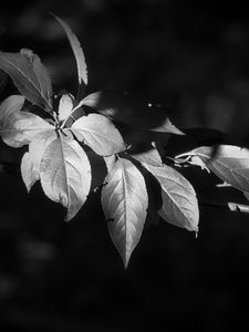 Preview wallpaper leaves, branch, black and white, blur