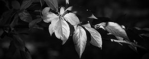 Preview wallpaper leaves, branch, black and white, blur