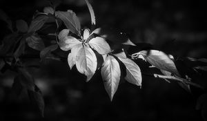 Preview wallpaper leaves, branch, black and white, blur