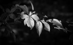 Preview wallpaper leaves, branch, black and white, blur