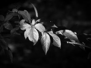 Preview wallpaper leaves, branch, black and white, blur