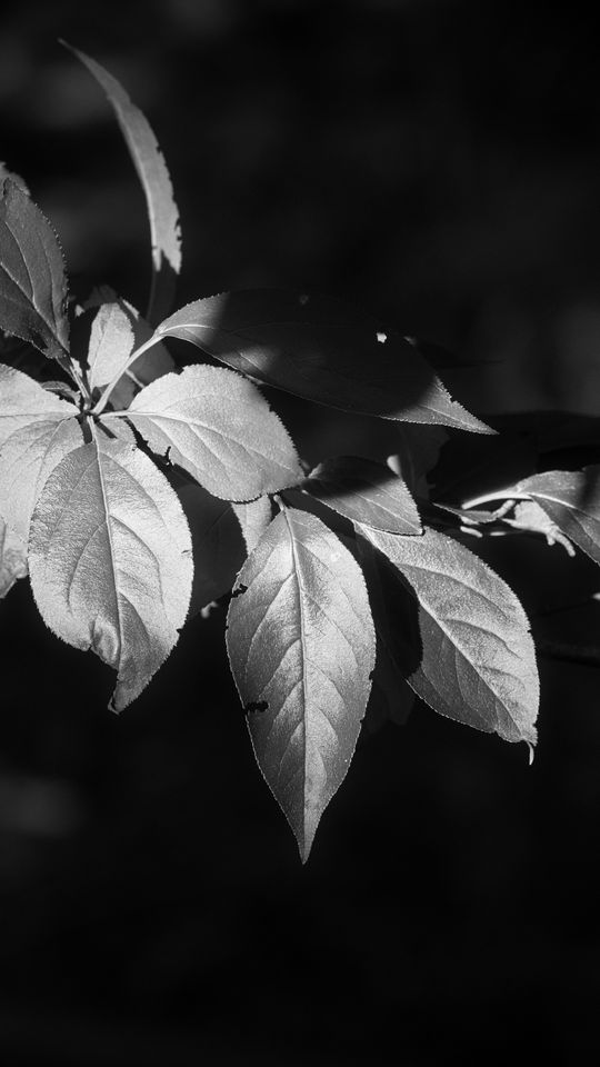 540x960 Wallpaper leaves, branch, black and white, blur
