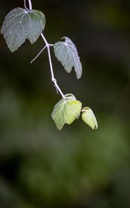 Preview wallpaper leaves, branch, blur, macro, plant