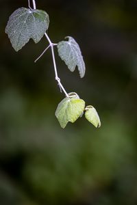 Preview wallpaper leaves, branch, blur, macro, plant