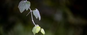 Preview wallpaper leaves, branch, blur, macro, plant