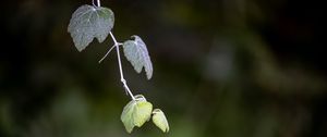 Preview wallpaper leaves, branch, blur, macro, plant