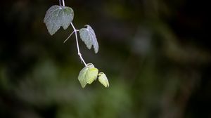 Preview wallpaper leaves, branch, blur, macro, plant