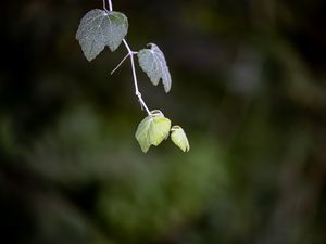 Preview wallpaper leaves, branch, blur, macro, plant