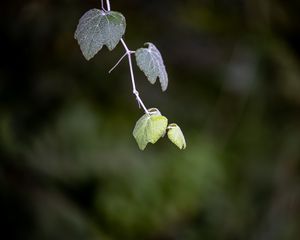 Preview wallpaper leaves, branch, blur, macro, plant