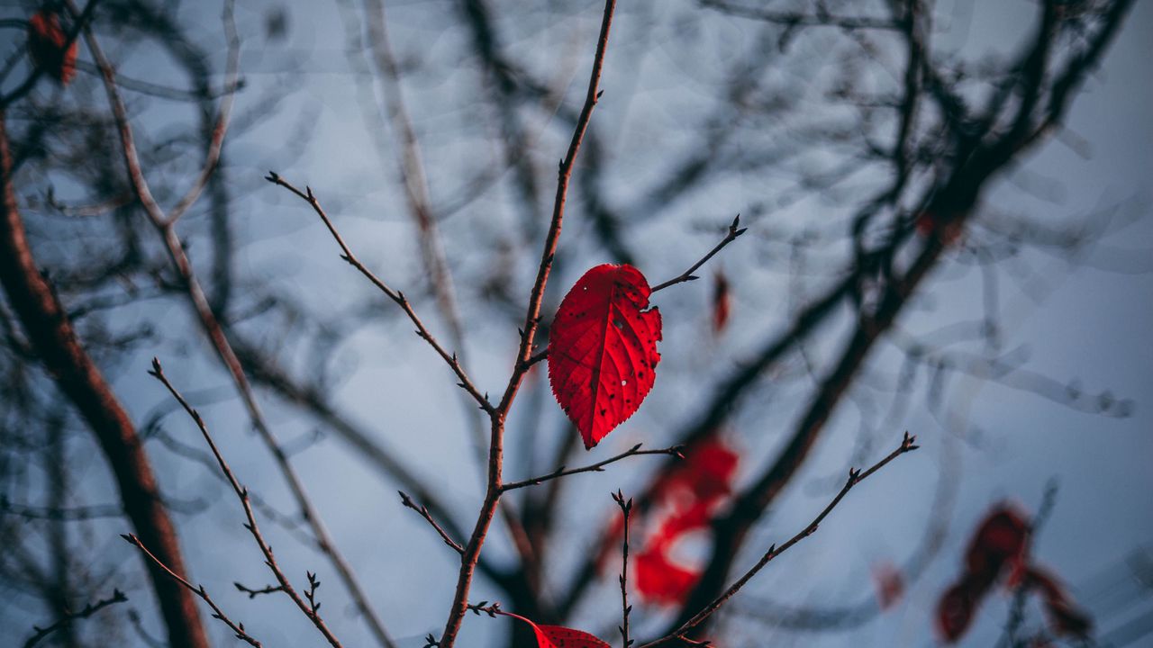 Wallpaper leaves, branch, blur, red