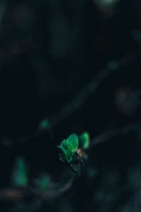 Preview wallpaper leaves, branch, blur, green, macro, closeup