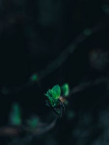 Preview wallpaper leaves, branch, blur, green, macro, closeup
