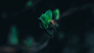 Preview wallpaper leaves, branch, blur, green, macro, closeup