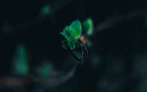 Preview wallpaper leaves, branch, blur, green, macro, closeup