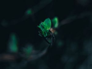 Preview wallpaper leaves, branch, blur, green, macro, closeup