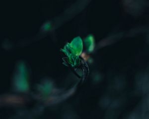 Preview wallpaper leaves, branch, blur, green, macro, closeup